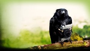 Four Lions cast